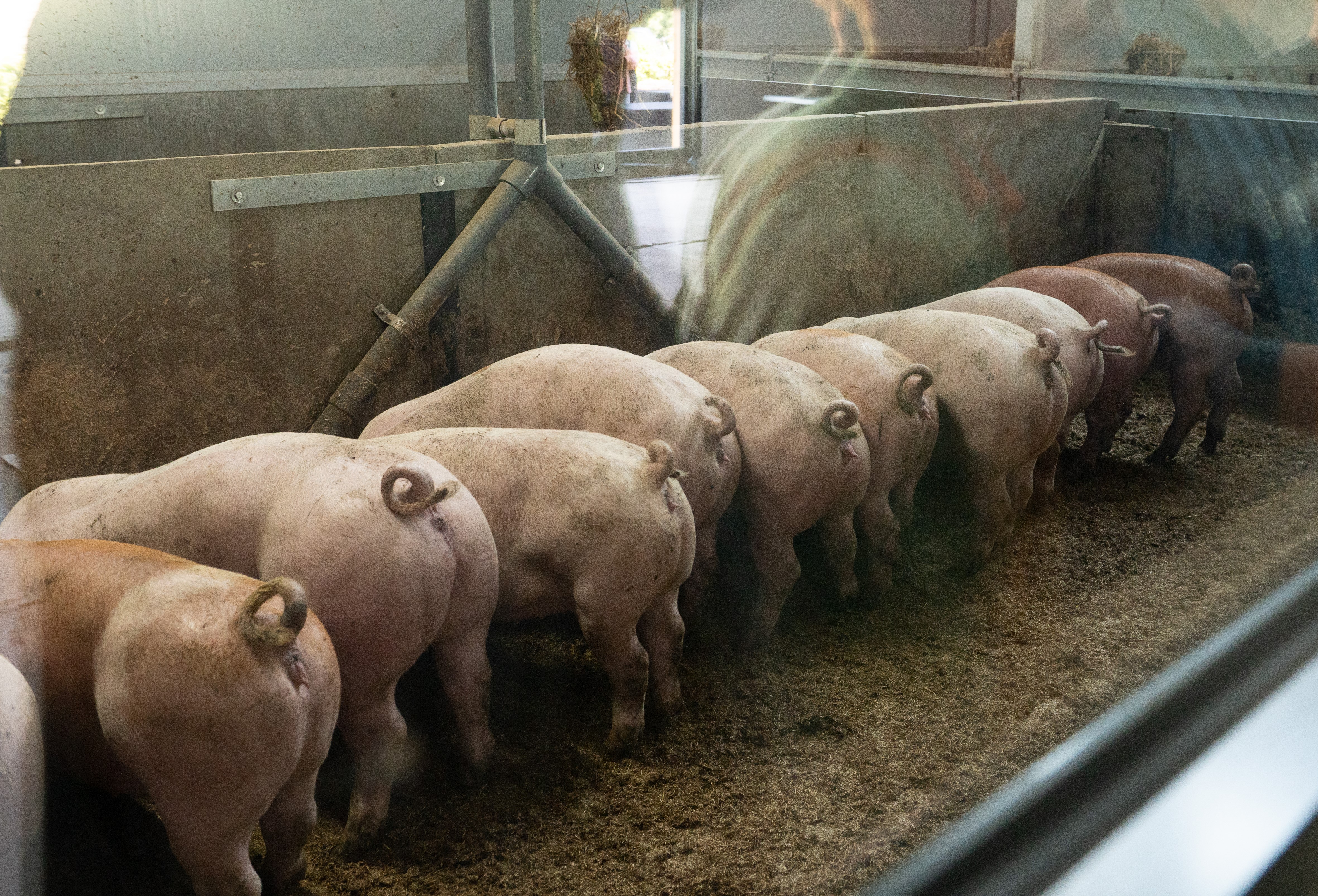 Kijkgang Duroc de Kempen